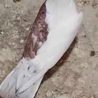 کفتر چپ نر