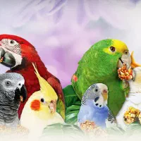قبول کردن واگذاری طوطی های شما