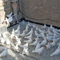 کبوترپاکستانی