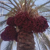 اجاره خرما