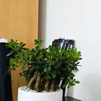 گل میخک هندی