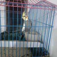 عروس هلندی