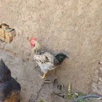 دوعدد خروس