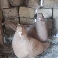 کبوتر زرد نرو ماده و یک جفت نر و ماده سروو فروشی
