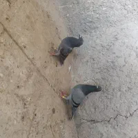 کبوتر جان آردن