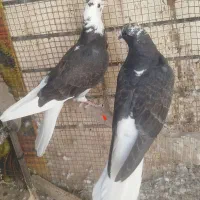کبوتر