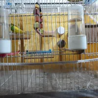مرغ عشق همراه جوجه