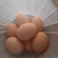 تخم مرغ نطفه دار