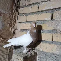 کبوتر|پرنده|مشهد, کلاته برفی|دیوار