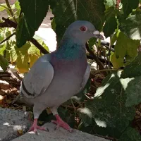 پلاکی جوان ماده و سرحال