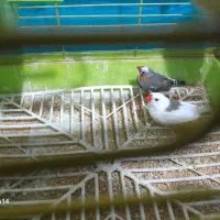 فنچ|پرنده|شهرکرد, |دیوار