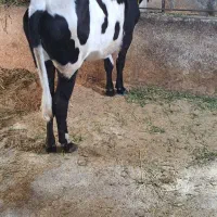 گاو
