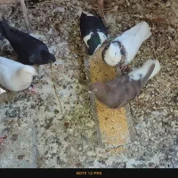 حراج کبوتر همه مدل