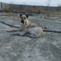 واگذاری ماده پژدر