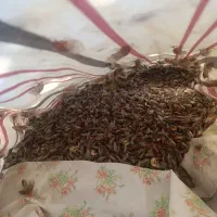 جیرجیرک تازه