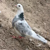 کبوتر ماده