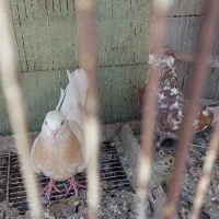 کبوتر