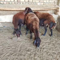 میش سرخ افشار و میش زاییده
