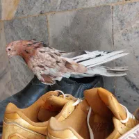 کفترسرور ماده