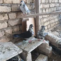 کفتر