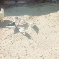 فروس تعدادی کبوتر نر ماده