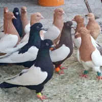 کبوتر سینه زرد و سینه سرخ