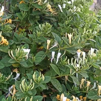 باغچه-نقلی