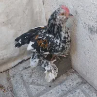 مرغ و غروس تزئینی