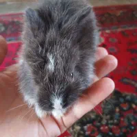 بچه خرگوش لپ