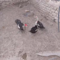 اوردک خارجی