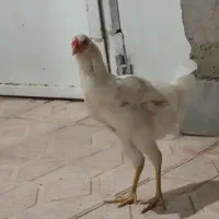 خروس