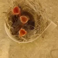 سهره خاکی ۳ تایی درجه یک به فروش می‌رسد