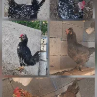 ۴ عدد مرغ گلین