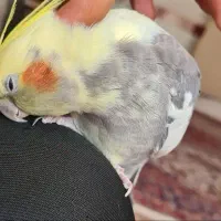 عروس هلندی نر دستی سخنگو بالغ