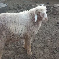 بره نر چهار عدد