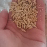 جو آبی درجه یک