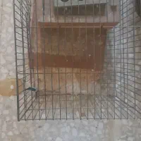 قفس پرنده سالم