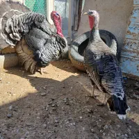 فروش بوقلمون
