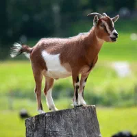 معاوضه بز با شک