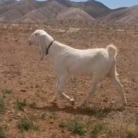 یک بزگلابی شیردار