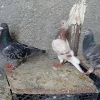 کبوتر
