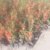 گل ساناز رونده