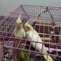 طوطی عروس هلندی تخمگذار