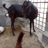 گوسفند