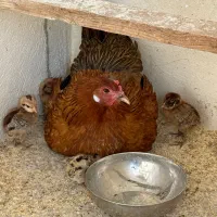 مرغ کرچ با جوجه