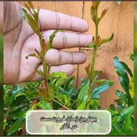 انواع کود گیاهی برند گابریست آلمان