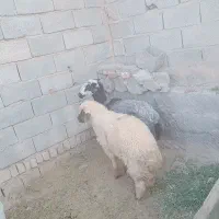 میش و بره