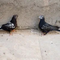 کفتر جوجه سینه سیاه