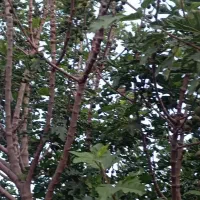 بر انجیر خودمونی