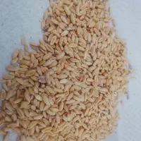 گندم دیمه تمیز پرخاصیت
